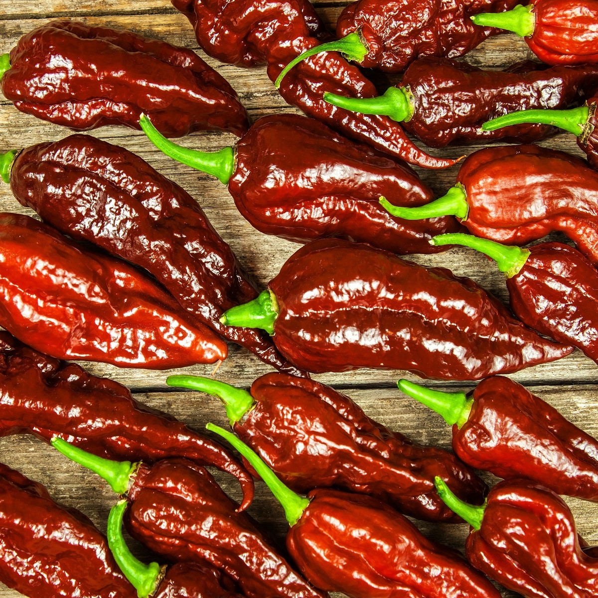 Bhut Jolokia čokoládová - Capsicum chinense - Semená - 5 ks