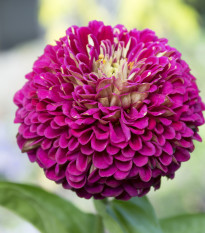 Cínia pôvabná fialová - Zinnia elegans - predaj semien - 50 ks