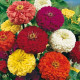 Cínia pôvabná obrovská - Zinnia elegans - predaj semien - 50 ks