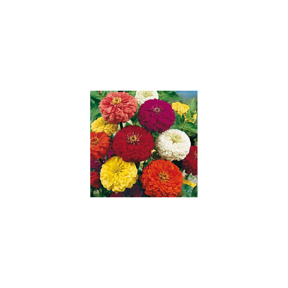 Cínia pôvabná obrovská - Zinnia elegans - predaj semien - 50 ks