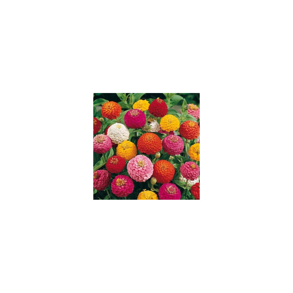 Cínia Liliput - ZInnia elegas - predaj semien - 50 ks