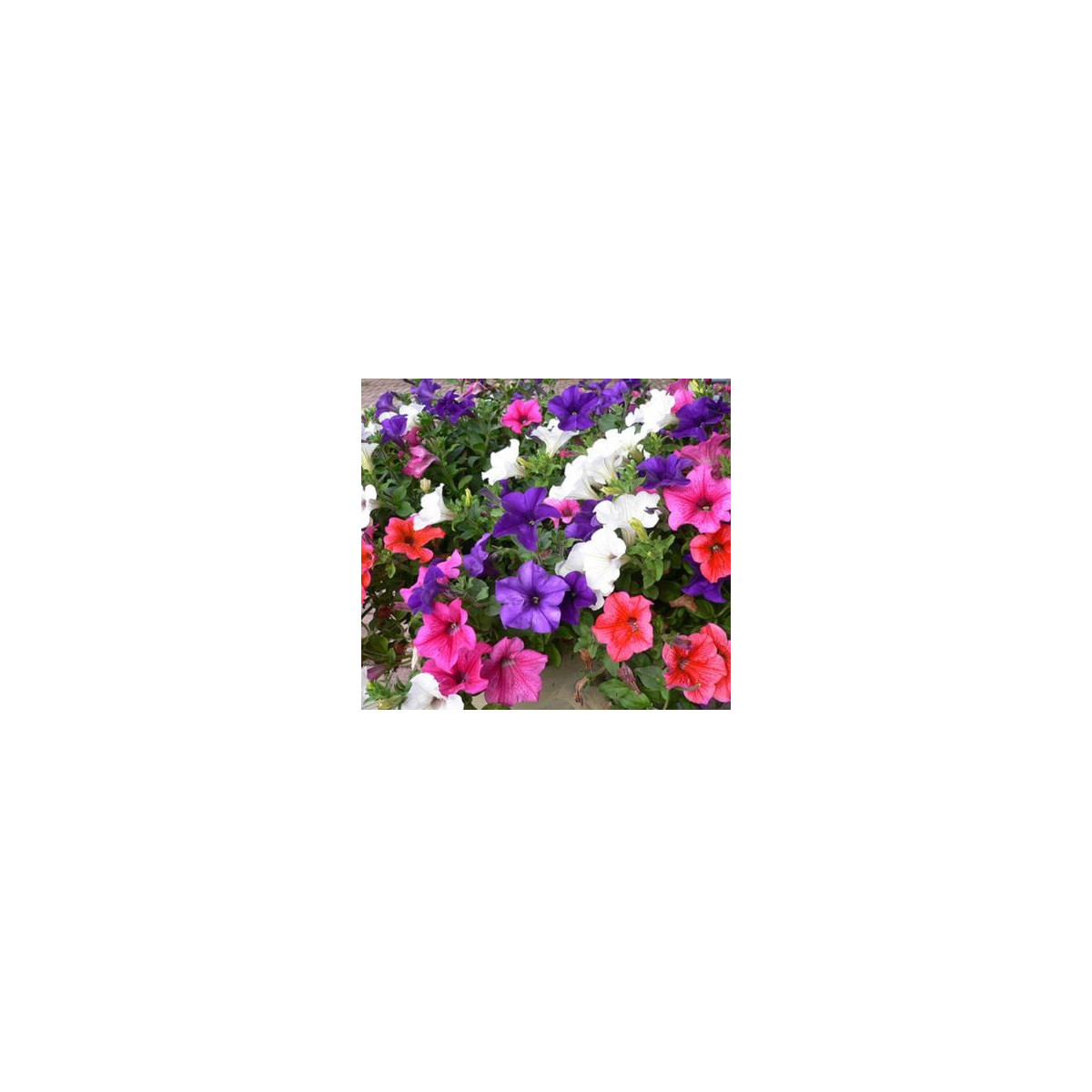 Petúnia veľkokvetá previsnutá - Petunia hybrida pendula - predaj semien - 150 ks