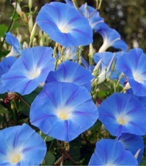 Povojník modrý - Ipomoea rubro coerulea - semiačka - 25 ks