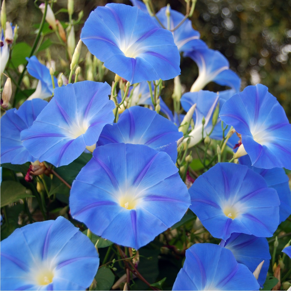 Povojník modrý - Ipomoea rubro coerulea - semiačka - 25 ks