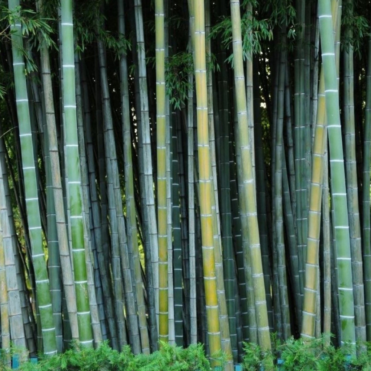 Kráľ bambusov - Phyllostachys edulis - semiačka - 3 ks