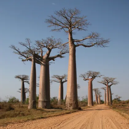Baobab Za - Adansonia za - semená - 3 ks