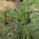 Borovica čínska - Pinus tabuliformis - semená borovice - 15 ks