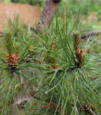 Borovica čínska - Pinus tabuliformis - semená borovice - 15 ks
