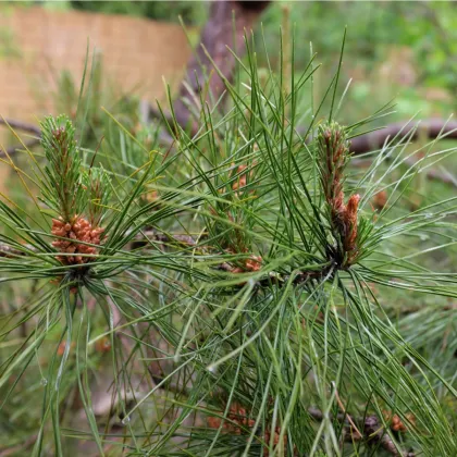 Borovica čínska - Pinus tabuliformis - semená borovice - 15 ks