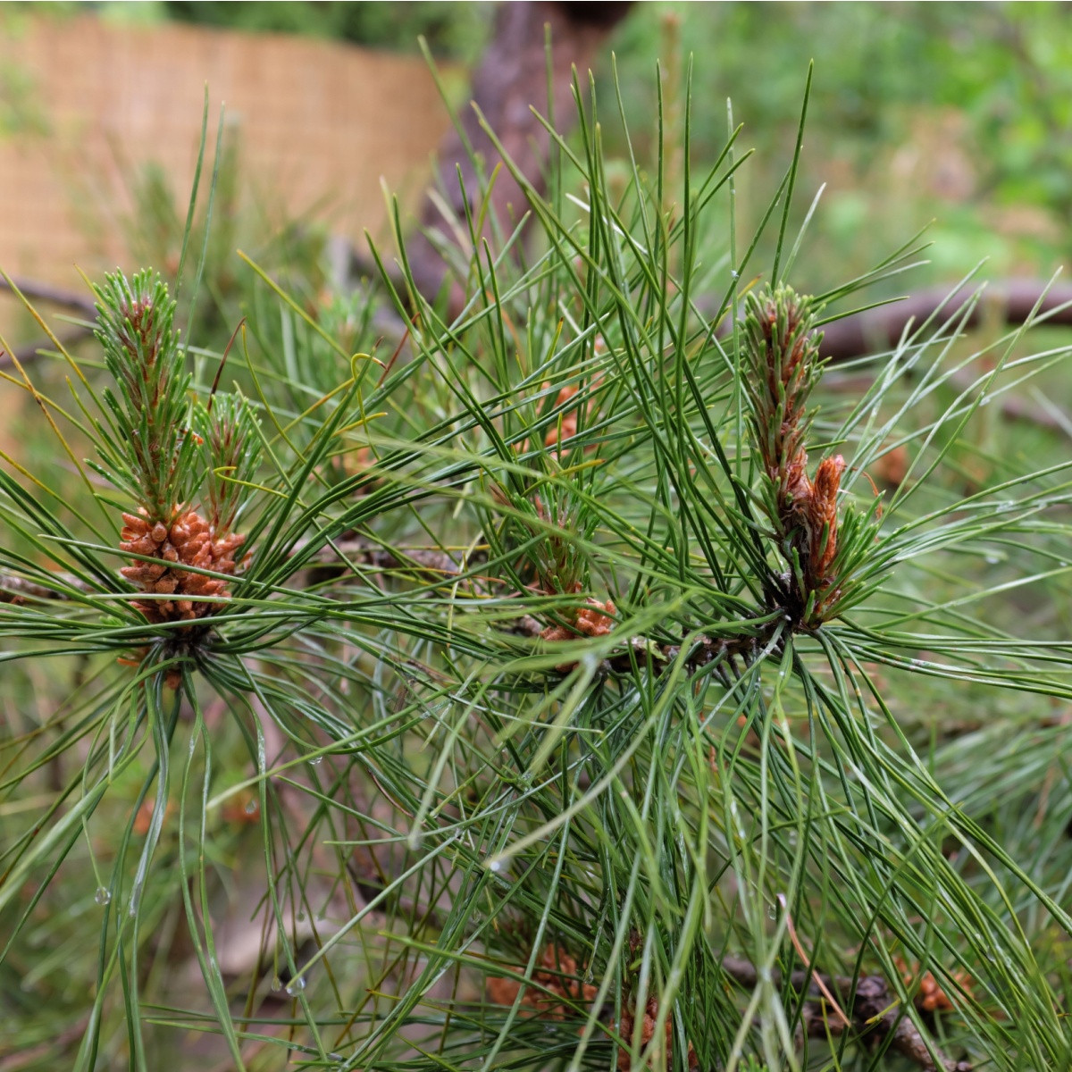Borovica čínska - Pinus tabuliformis - semená borovice - 15 ks