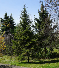 Jedľa Pindrow - Abies Pindrow - semená - 15 ks