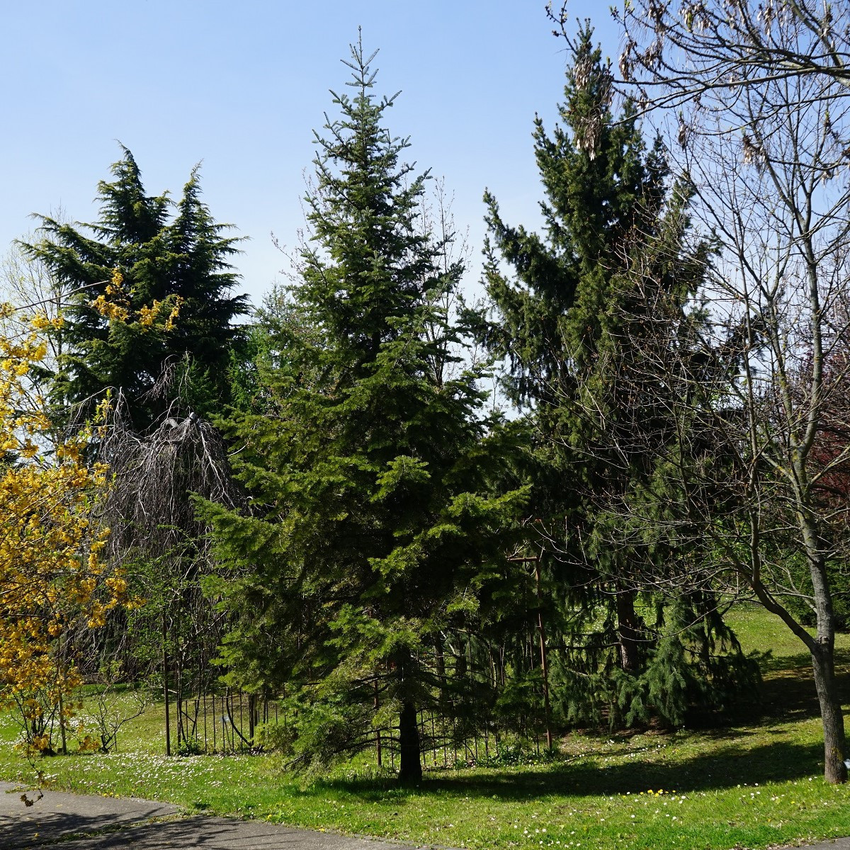 Jedľa Pindrow - Abies Pindrow - semená - 15 ks