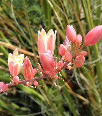 Juka červená - Hesperaloe parviflora - semiačka - 6 ks