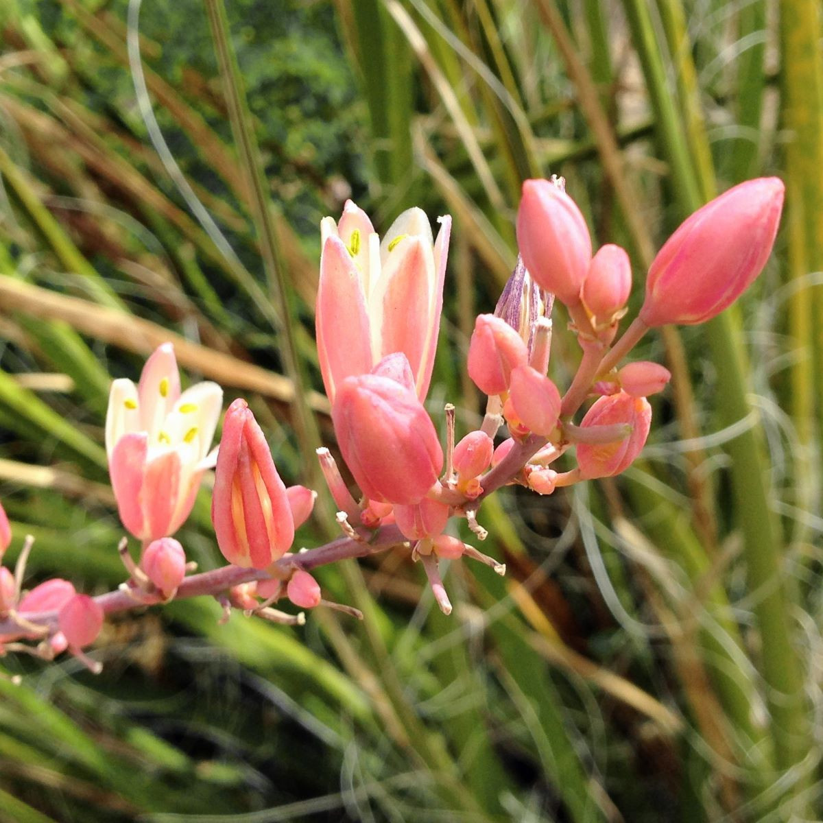 Juka červená - Hesperaloe parviflora - semiačka - 6 ks