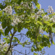 Katalpa trubačovitá - Catalpa bignonioides - predaj semien katalpy - 8 ks
