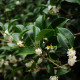 Olivovník libovonný - Osmanthus fragrans - semiačka - 5 ks