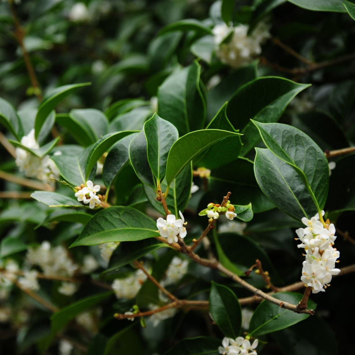 Olivovník libovonný - Osmanthus fragrans - semiačka - 5 ks