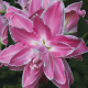 Ľalia Lotus Wonder - Lilium - predaj cibuľovín - 1 ks
