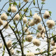 Vlnovec päťmužný - Ceiba pentandra - Kapok - semiačka - 4 ks
