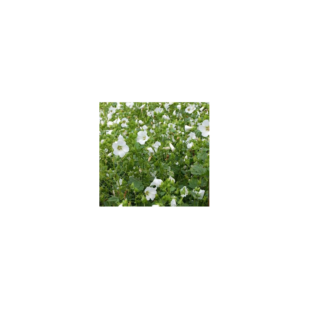 Slezovka trojklanná biela - Malope trifida - predaj semien - 30 ks