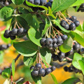 Arónia čiernoplodá - Aronia melanocarpa - semiačka - 7 ks