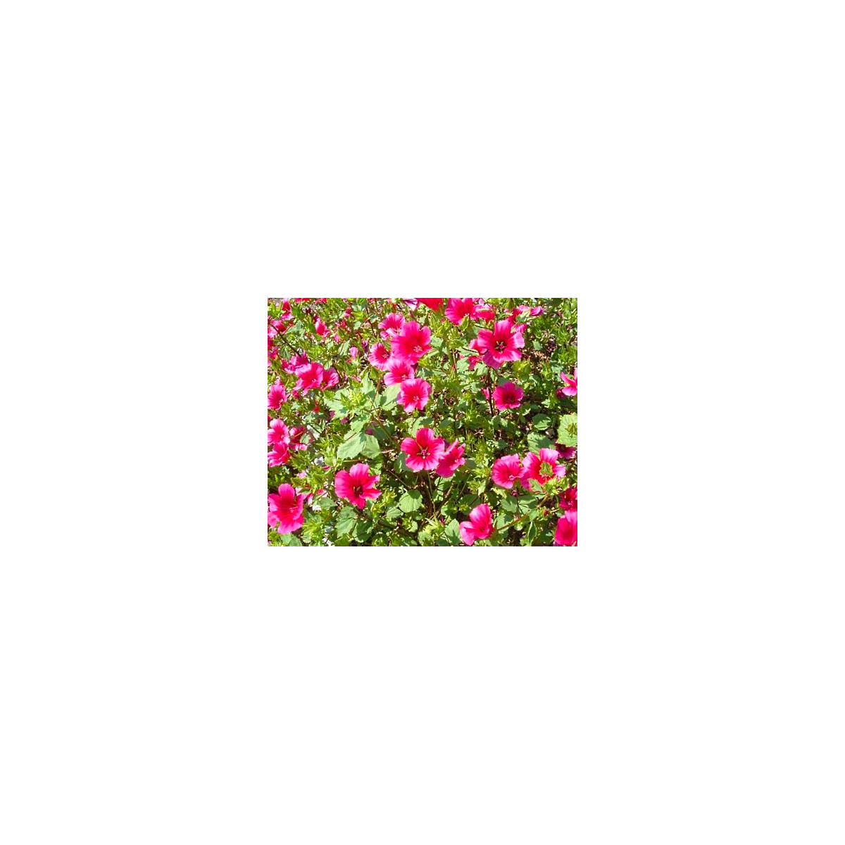 Slezovka trojklanná purpurová - Malope trifida - predaj semien - 25 ks