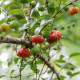 Surimanská čerešňa - Martej jednokvetá - Eugenia uniflora - predaj semien - 2 ks