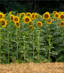 Slnečnica King Kong - Helianthus annuus - predaj semien - 6 ks