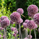 Cesnak Summer Drummer - Allium - predaj cibuľovín - 3 ks