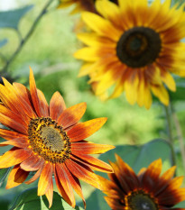 Slnečnica Fantázia Mix - Helianthus annuus - predaj semien - 6 ks