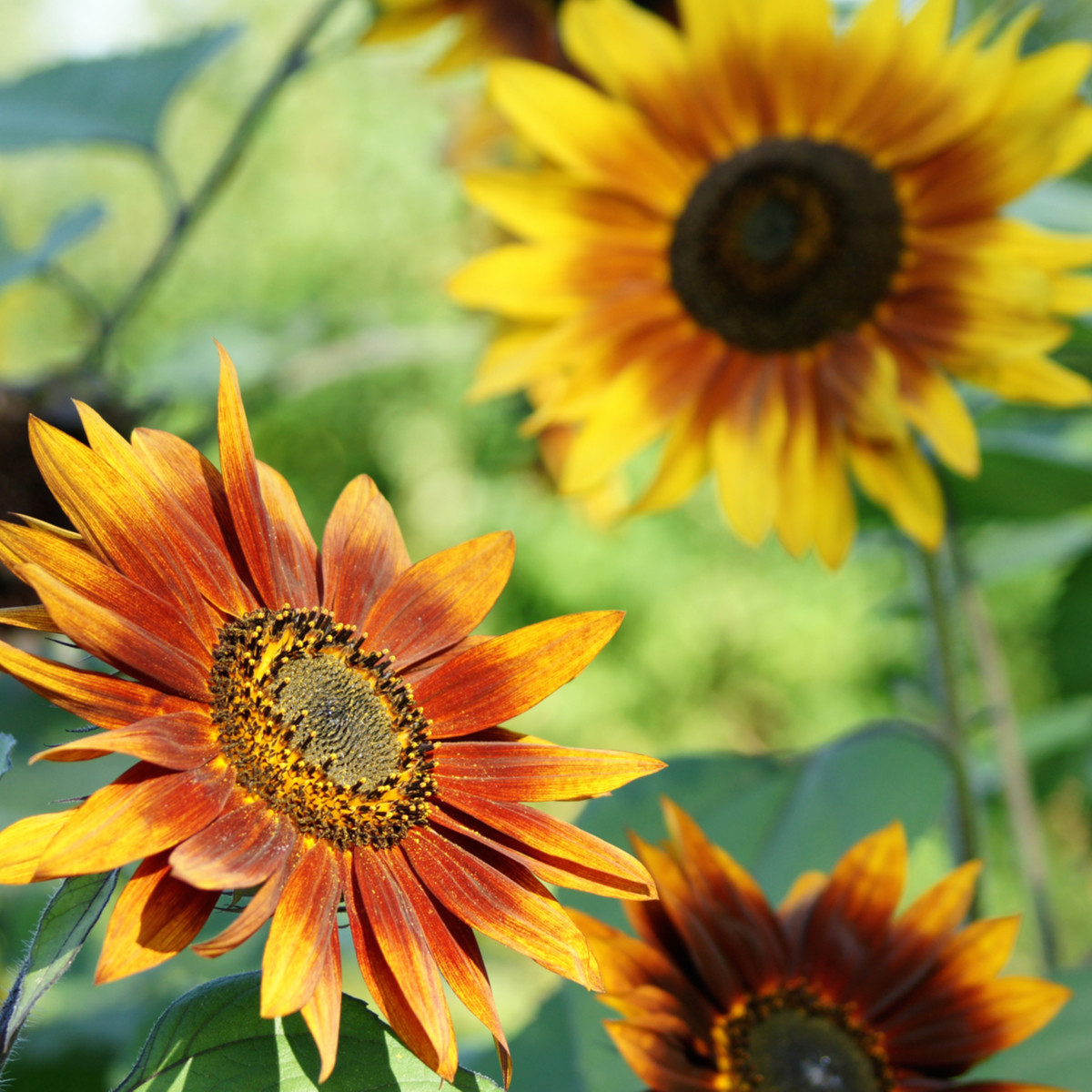 Slnečnica Fantázia Mix - Helianthus annuus - predaj semien - 6 ks