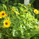 Slnečnica slabá zmes farieb - Helianthus debilis - predaj semien - 15 ks