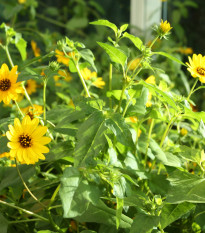 Slnečnica slabá zmes farieb - Helianthus debilis - predaj semien - 15 ks