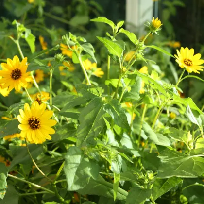 Slnečnica slabá zmes farieb - Helianthus debilis - predaj semien - 15 ks