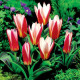 Tulipán Hearts Delight - Tulipa - predaj cibuľovín - 3 ks