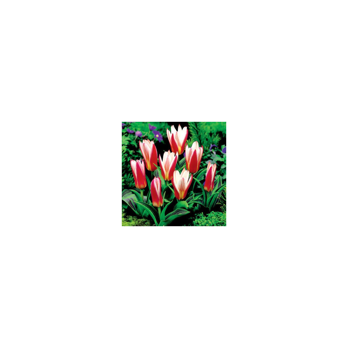 Tulipán Hearts Delight - Tulipa - predaj cibuľovín - 3 ks