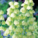 Korunkovka perzská biela - Fritillaria persica - predaj cibuľovín - 1 ks