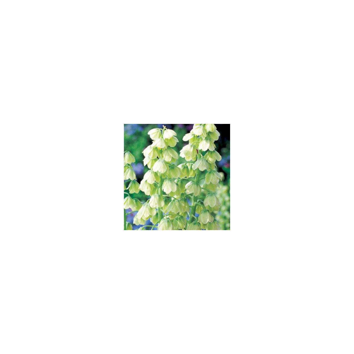 Korunkovka perzská biela - Fritillaria persica - predaj cibuľovín - 1 ks