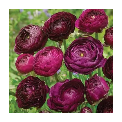 Iskerník plnokvetý Tomer Purple - Ranunculus asiaticus - predaj cibuľovín - 3 ks