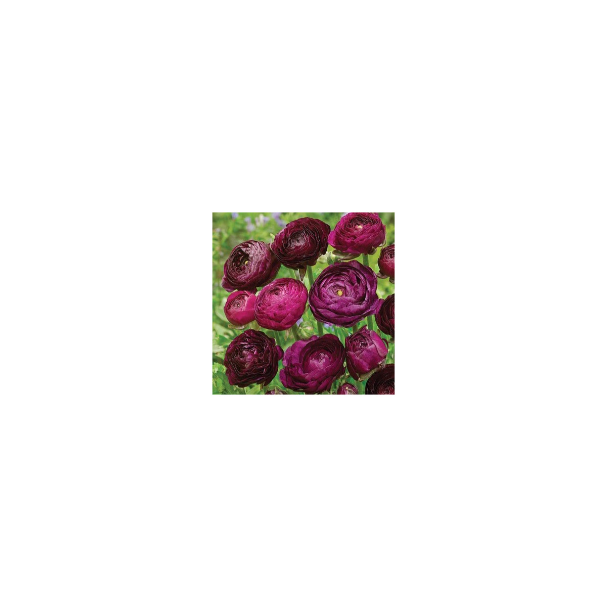 Iskerník plnokvetý Tomer Purple - Ranunculus asiaticus - predaj cibuľovín - 3 ks