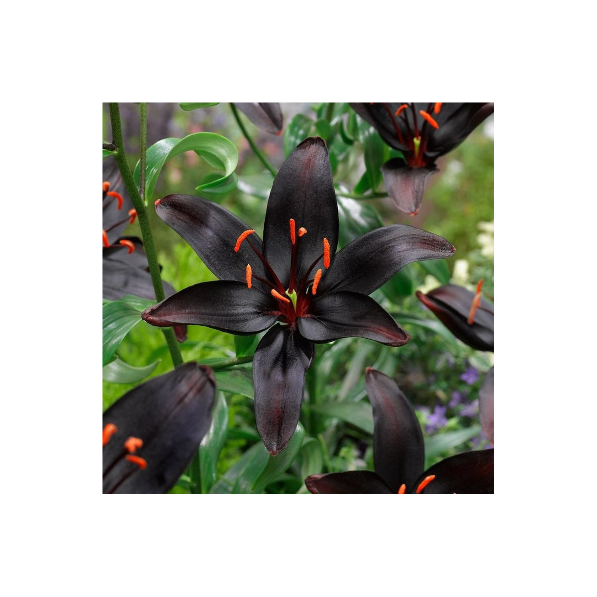 Ľalia Blacklist - Lilium - predaj cibuľovín - 1 ks
