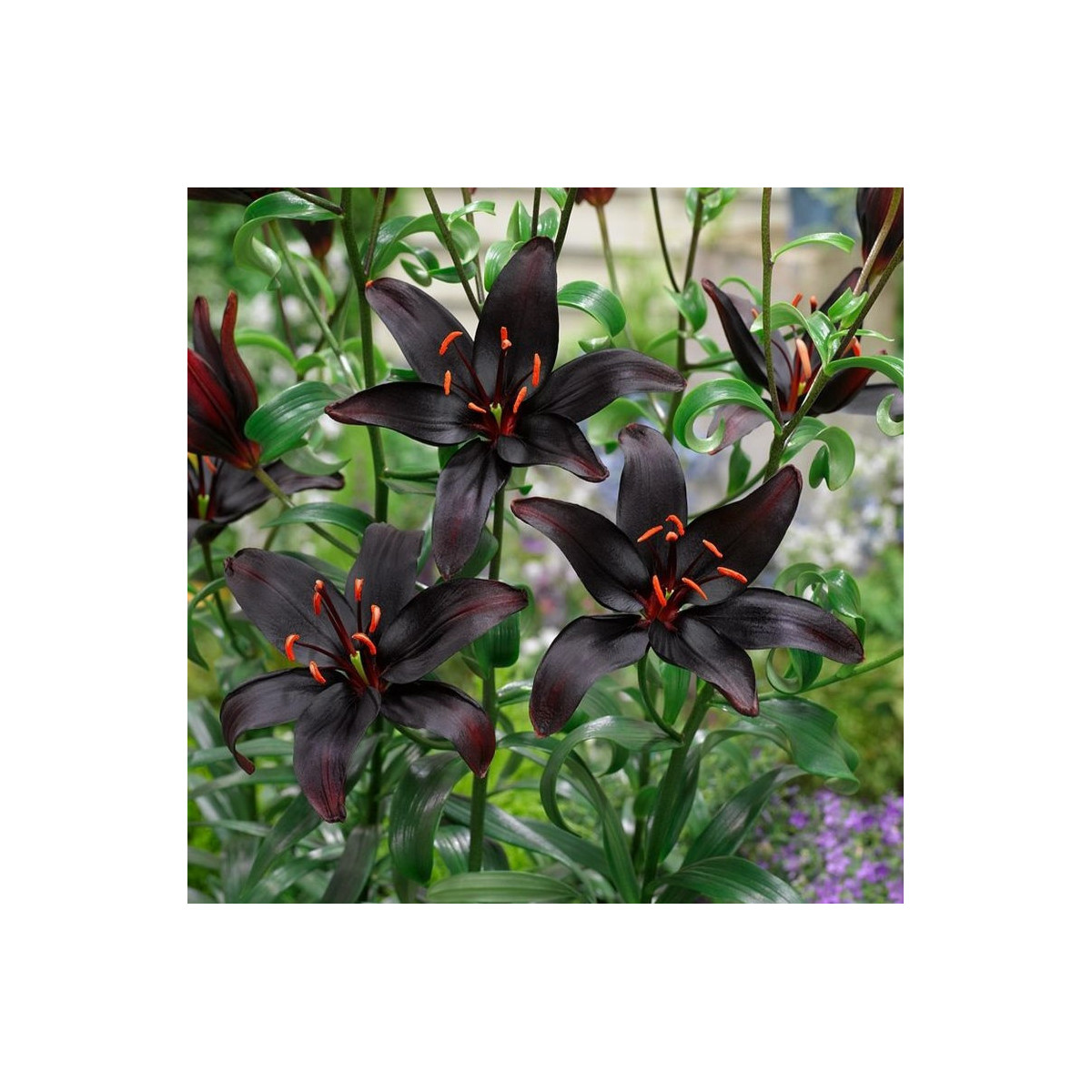Ľalia Blacklist - Lilium - predaj cibuľovín - 1 ks