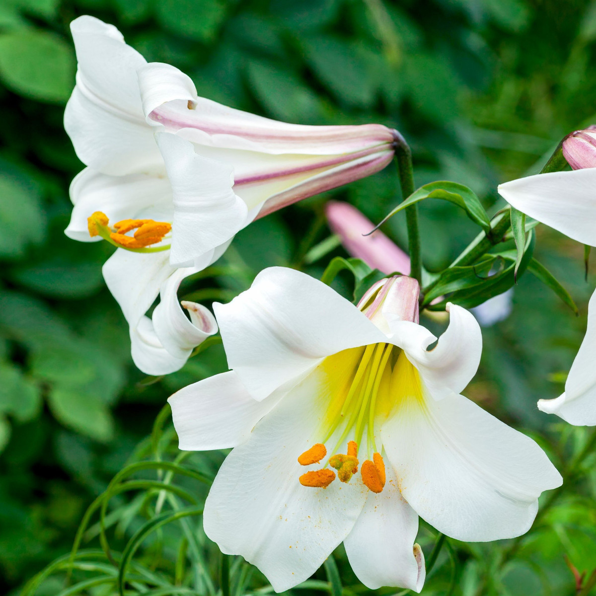 Ľalia kráľovská - Lilium regale - predaj cibuľovín - 1 ks