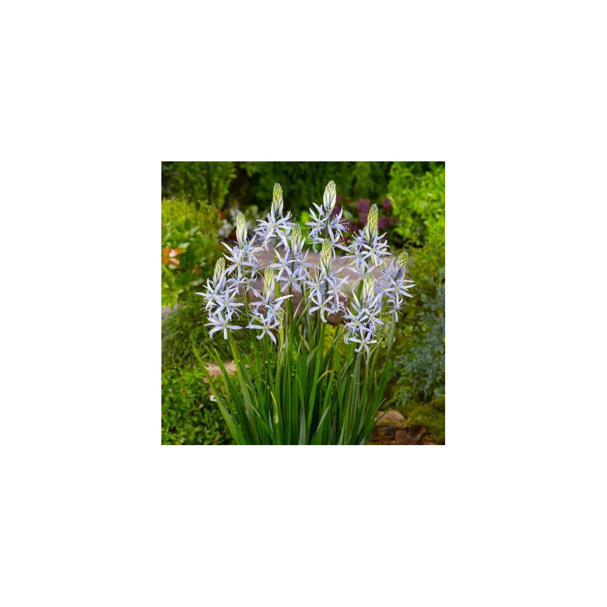 Ladoník bledomodrý - Camassia cusickii - predaj cibuľovín - 2ks