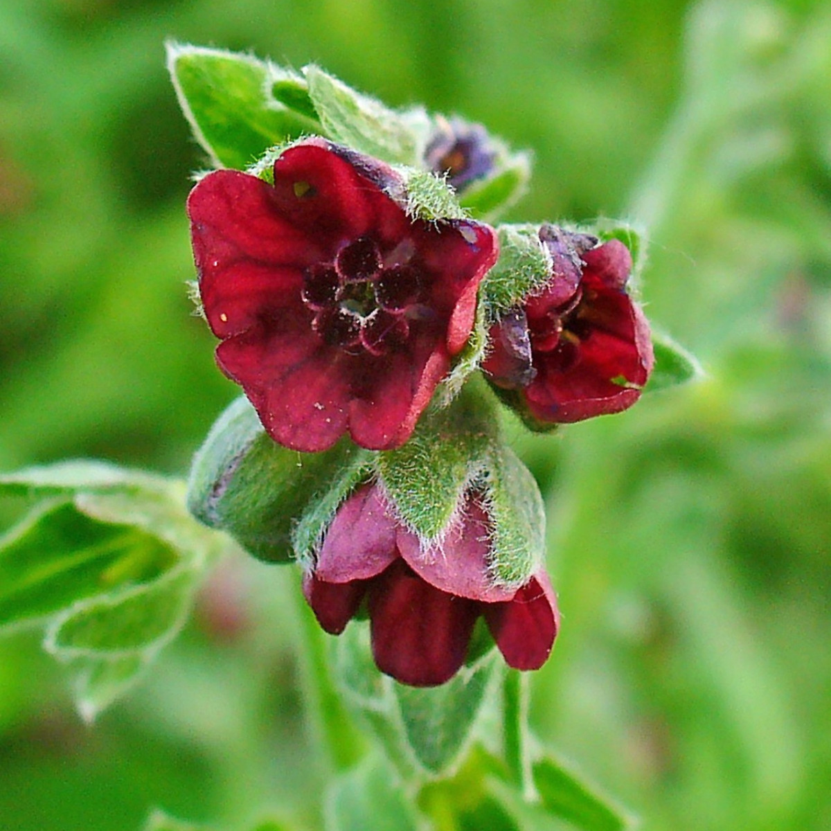 Psojazyk lekársky - Cynoglossum officinale - predaj semien - 10 ks