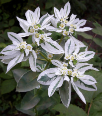 Prýštec okrajový - Euphorbia marginata - predaj semien - 20 ks