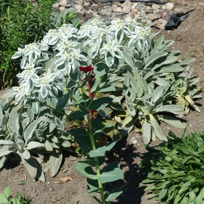 Prýštec okrajový - Euphorbia marginata - predaj semien - 20 ks