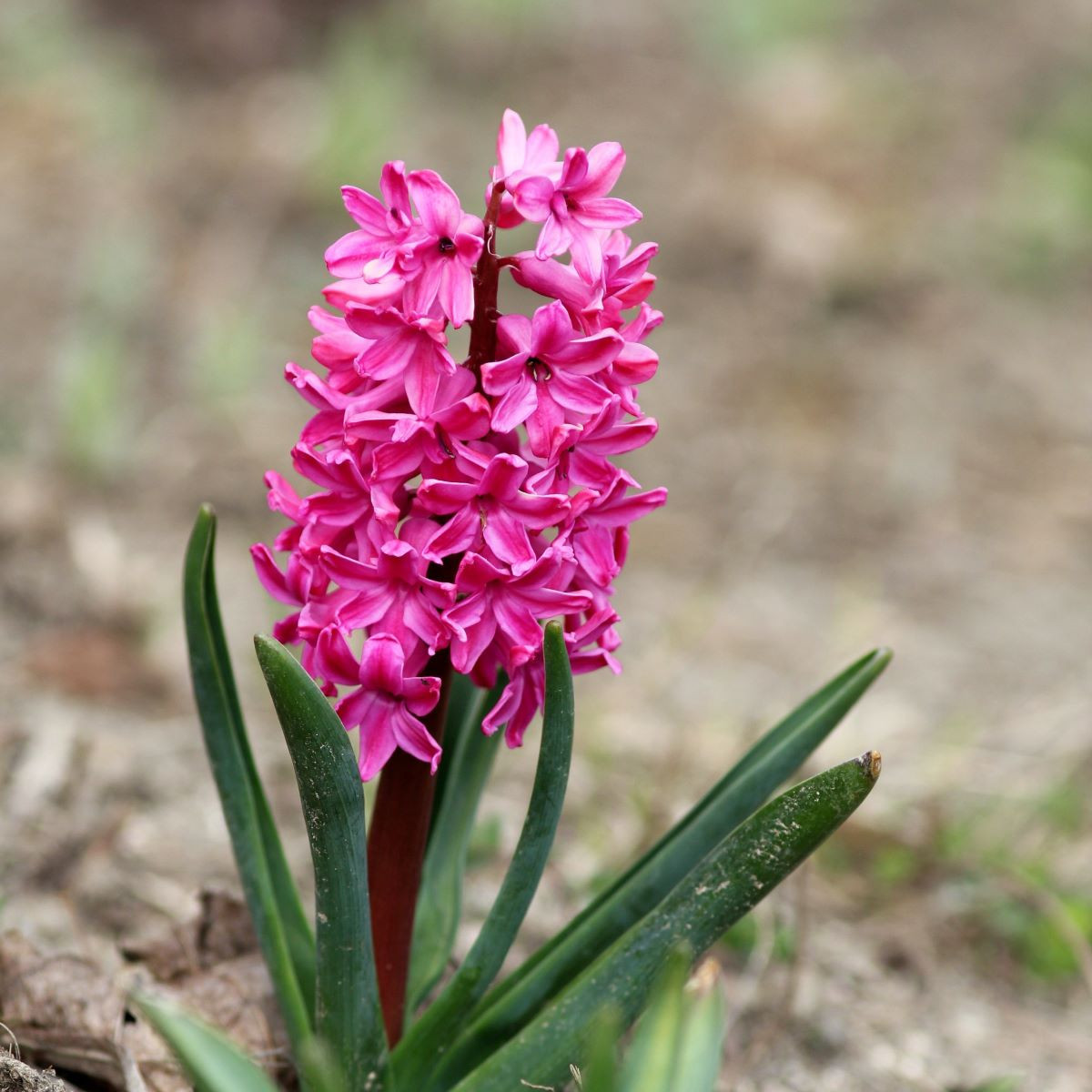Hyacint Miss Saigon - Hyacinthus - predaj cibuľovín - 1 ks