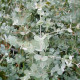 Eucalyptus Gunnii - Blahovičník Gunnov - Eucalyptus gunnii - predaj semien - 10 ks
