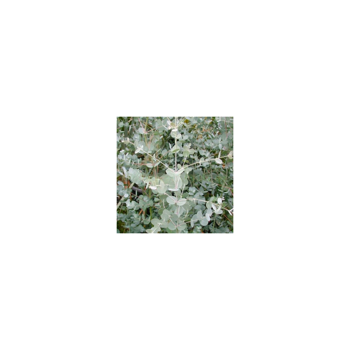 Eucalyptus Gunnii - Blahovičník Gunnov - Eucalyptus gunnii - predaj semien - 10 ks
